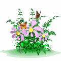 Image of bfly1bgwht.gif